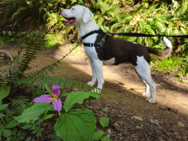 A purple-pink trillium flower decorates the Mima Falls East Trail in Capitol State Forest. The flower is in its late blooming stage, so it has already started to lose some of its pigment, but the petals are still mostly purple-pink. In the background, out of focus, a cute white and red-brown dog stands on the trail. Her mouth is open in an excited smile, and it's clear she's ready to keep moving.