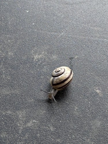 Small snail on black ground. 