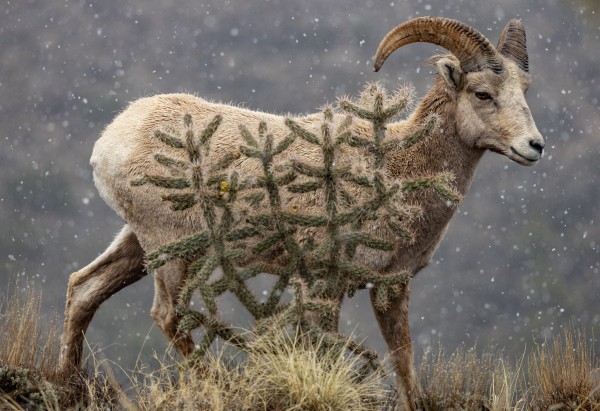 A bighorn sheep covered in thick, wet wool, with thick horns curving back behind its head, stands behind a tall, spiny cactus. White snowflakes fall around him.