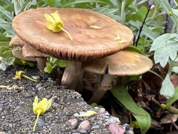 A mushroom with a flat top friend next to a cement wall. A faint yellow blossom lays on its top. Another blossom lays on the wall. A couple of smaller mushrooms are growing under the larger one.