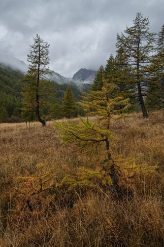 A misty mountain landscape with larch trees in autumn colors and a dry grassy field.