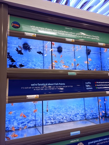 Two rows of fish tanks in a pet store. The tanks appear to look blue because of their backing and lights. 