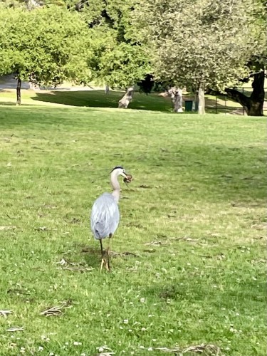 A blue heron standing on a mowed lawn, holding something small and furry in its beak