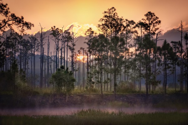 beautiful sunrise puts the talls cypress in silhouette. a mist gently rises from the waters of the Florida everglade wetland waters.