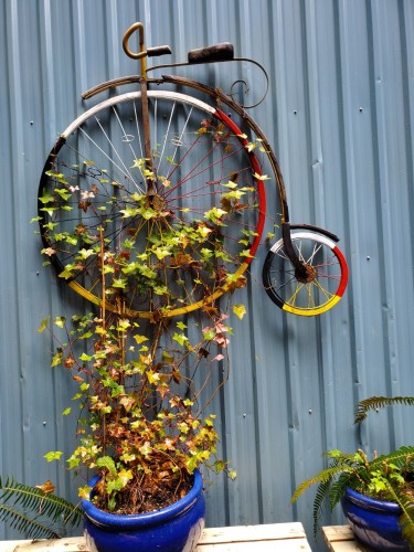 A vintage bicycle is now part of rustic garden decor. Front wheel is large with very small back wheel. It is painted in the Indigenous four directions medicine wheel colours & mounted on an upcycled shipping container, tiny home building.
Blue planter pots with assorted plants are growing out of them.