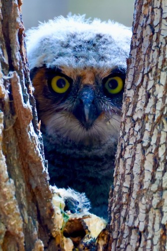 A juvenile owl stares out from behind two trees with giant eyes filled with purpose.