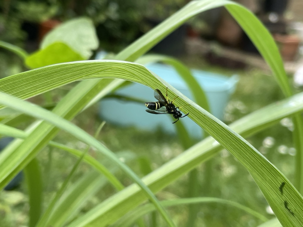 Side view of black bug with some yellow bands and black and yellow legs hanging upside down under a Hemerocallis leaf. It is bent in the middle, so that its head and bum stick out