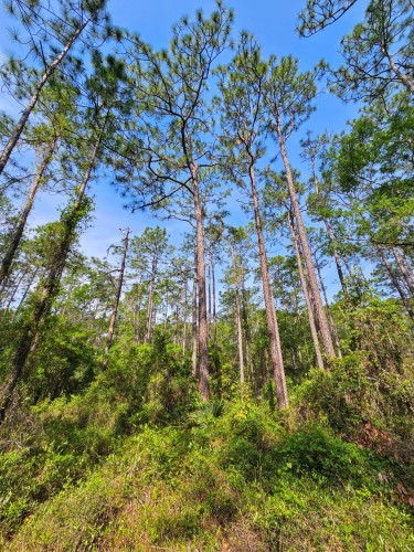 Looking upwards into a blue sky where massively tall pines tower like giants over the other forest vegetation of a thick, lush green nature trail.