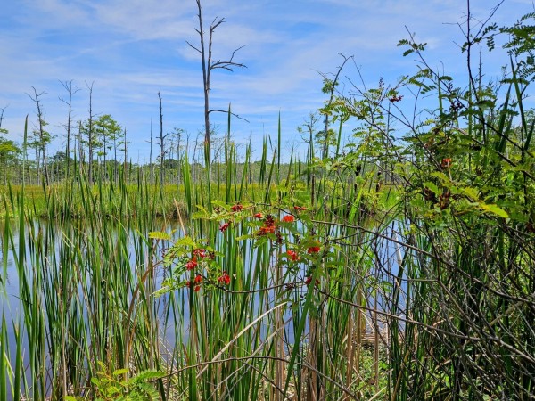 From behind tall green vegetation with small red flowers, looking out over a waterway and adjacent marsh with tall green marsh reeds and barren trees beneath a blue sky blanketed with thin whispy white clouds.