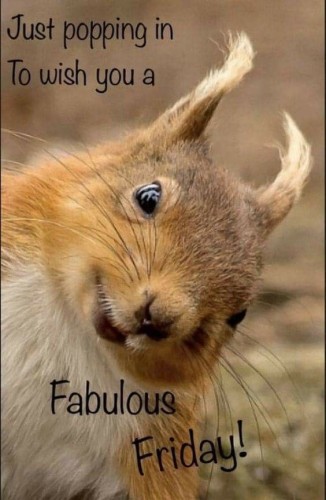 Picture a close up of a red squirrels face.

The caption reads: “ Just popping in to wish you a fabulous Friday!”