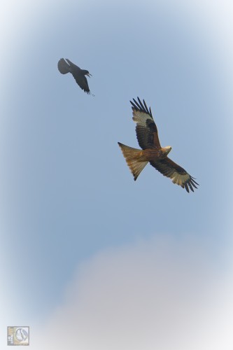 a Rook (corvid) chasing off a Red Kite