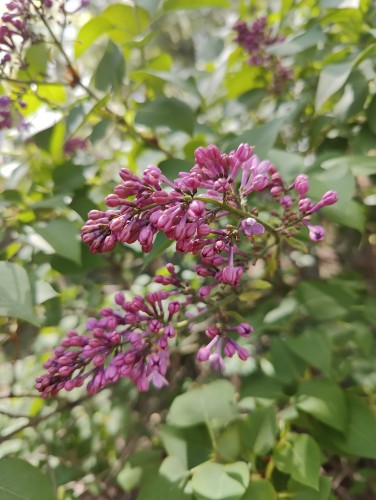 Purple lilacs almost blooming surrounded by leaves from the lilac bush.