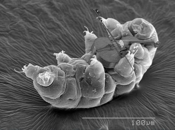 An electron micrograph of a tardigrade playing a violin.