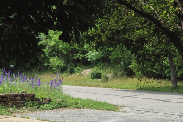 This is a photo of a small paved road where it meets another. On the left, there are stacked stones and purple wildflowers. On the right, there are taller trees and bushes and bamboo.