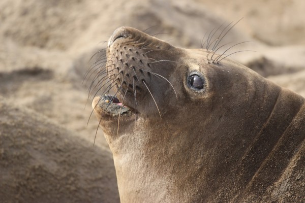 Close-up of a female elephant seal nose and whiskers