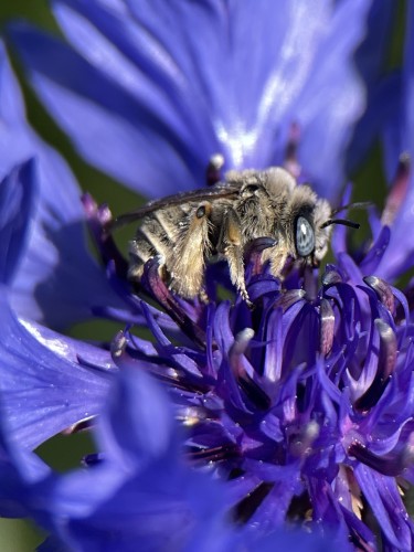 Macro photo of native bee sitting in center of flower in morning light. The bee is hairy, gray and brown, with light blue eyes. The flower is Centaurea cyanus, the corn flower. Its petals and center are different shades of blue and shaped like cupcake frosting. 