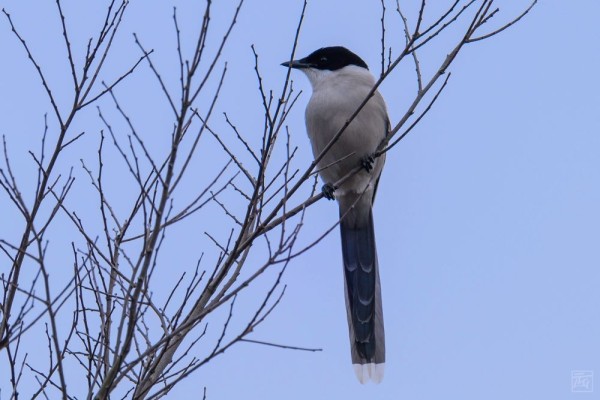 an azure winged magpie in a bar tree in the winter