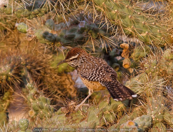 A bird stands in a thicket of cholla cacti. The bird is brown with white speckles on top and buff below with black speckles; strong white eyebrow, and dark tail.
©BosqueBill.com