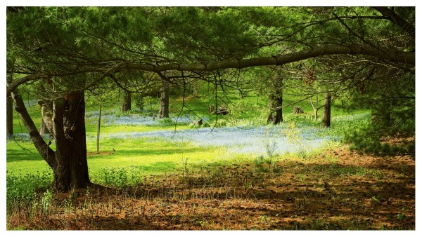 Painterly forest meadow with blooming wildflowers.