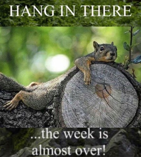 Picture a grey squirrel laid exhausted across the cut branch of a tree, the caption reads: “Hang on in there … the week is almost over”