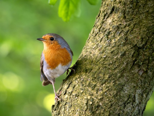 A European Robin perched on a tree trunk