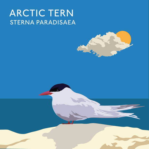 Illustration of an Arctic Tern on a beach. 