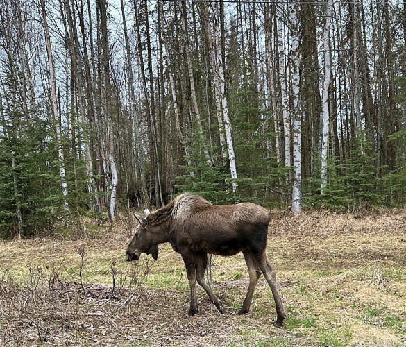Young moose feasting on some limbs and twigs.