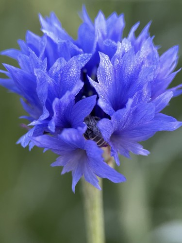 A single Centaurea bloom. It is a ball of cool blue petals, glittering in early sun. The petals are trumpet shaped with pointed ends. Between the petals, a bit of striped  abdomen and wings peeks out. 