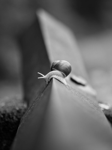 Black and white photo of a snail on the railing of a small bridge. The railing has a triangular shape with the top edge forming a line from the foreground to the background. The snail is on the top edge crossing the sides from the right to the left. The depth of field is very shallow with only the snail being in focus.