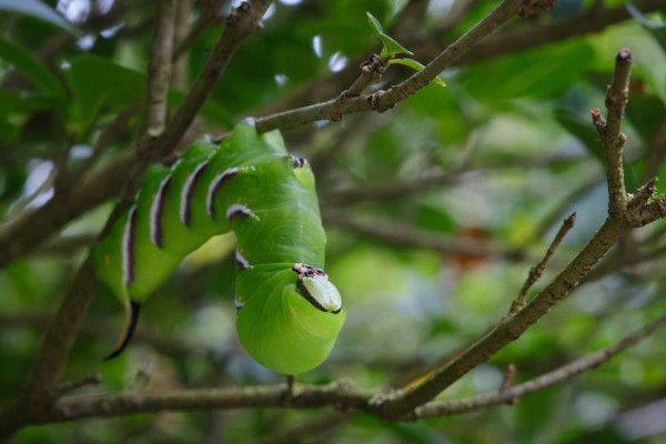 Macro photo of a green caterpillar with black and white stripes, hanging upside down from a branch.
