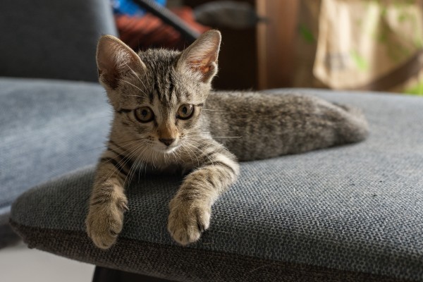 tabby kitten sitting on a grey-blue stool.