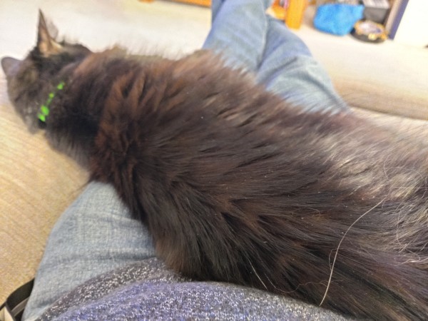 A long haired black cat lies across someone's lap