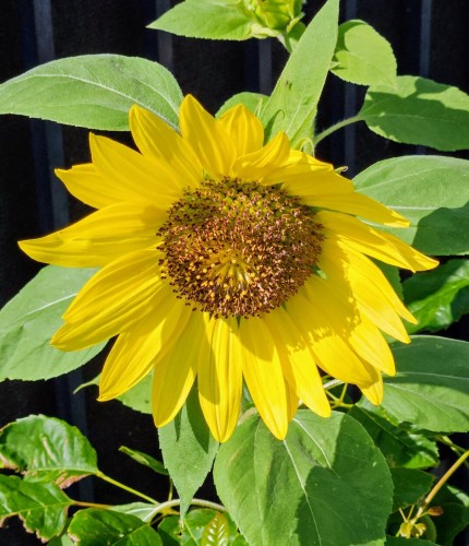 Close up of a hand-sized sunflower head, with many little leaf-like yellow petals reaching outward from a large yellow-brown, seed filled center, atop a tall green, leafy stalk.