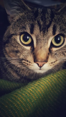 The big green cat eyes stare into your soul.