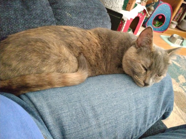 A grey, orange and white dilute tortoiseshell cat is lying on the leg of her CatMom.  They are on a blue rocker/recliner.  The cat's eyes are closed and her striped tail is curled around her body.