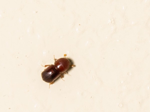 A tiny little beetle that is a dark amber color resting on off white paint. It is very shitty yet has lots of setae towards the top of its head. It has little clubbed antennae sticking out front.