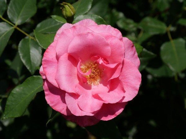 Vibrant pink rose with prominent petals and a bud in the background, amidst green foliage.