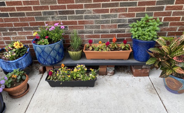 Photo of a number of pots of flowering plants on the sidewalk against a red-and-black-brick wall.  Most of the pots are variegated blue, although there are long rectangular plastic pots in the center of the shot.  Flowers in yellow, white, magenta, light purple, orange, red, purple, and then a green shrub and a variegated plant with broad leaves in a range of fall colors.