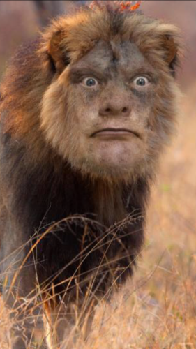 A lion but it has a human face photoshopped onto it. The face has bulging eyes and a frown. The face is the same colour as the lion’s fur. 