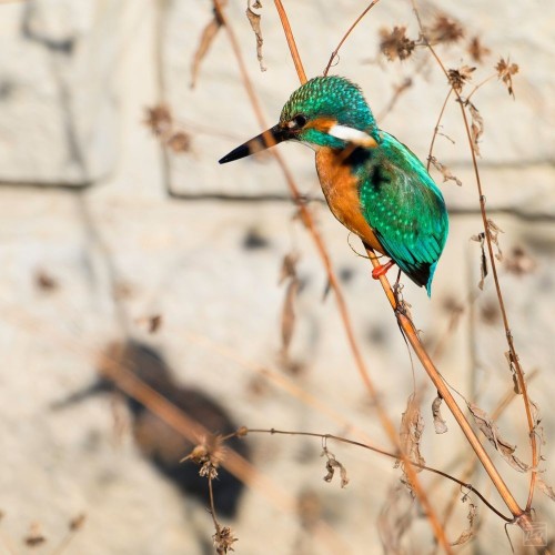 a kingfisher on a stick over a creek in the winter, with his shadow on the dyke wall behind him