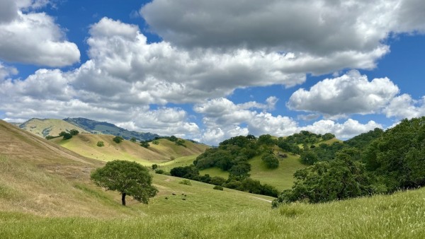 Green and yellow grass covered valley with a dark green group of trees on the right. Blues sky half filled with puffy white clouds 