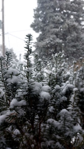 A yew bush with a couple of inches of snow on it.