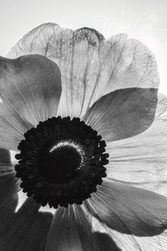 This photo is a black-and-white close-up of a backlit ranunculus. There is a lens reflection on the sepals in the middle of the flower.