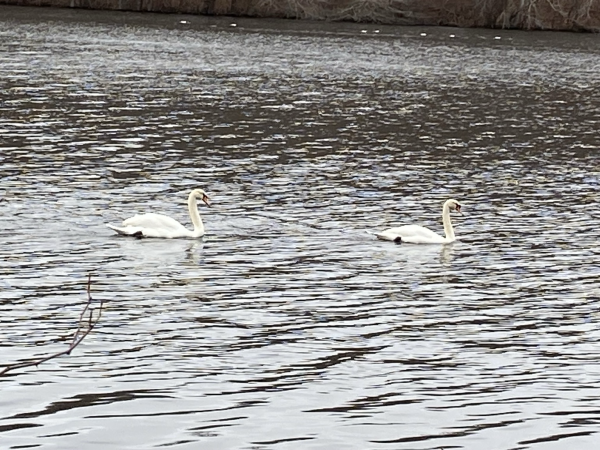 A pair of Mute Swans gracefully swimming in the lake