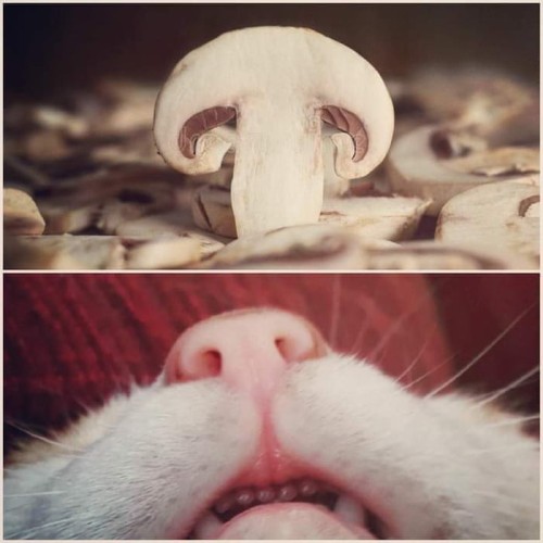 Repost of someone else's work (sorry, I don't know who).comparing the profile of a sliced mushroom with the underside of a cat's nose.