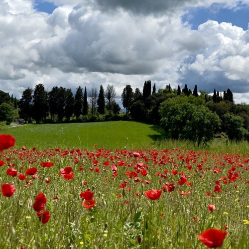 A field full of red poppies (those bagel toppings have to come from somewhere) stretches out under a dramatic Tuscan sky.