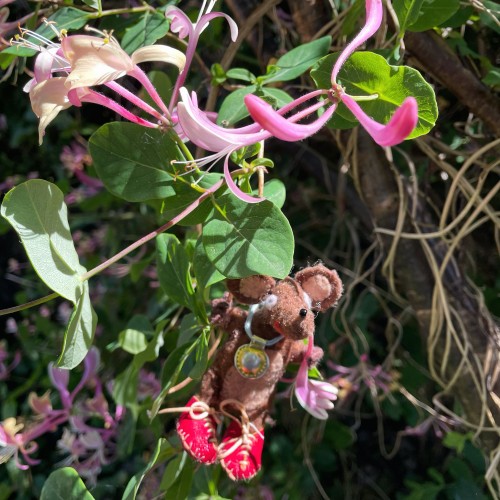 Photo of Silvius, the baby Latin mouse, in a tangle of honeysuckle. He has one trumpet-shaped flower in his paw, and he is sipping the sweet nectar.