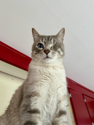Mayor Doots, a one-eyed Lynx Point Siamese cat, lording over his subjects from atop the fridge. Behind him are red upper kitchen cabinets. 