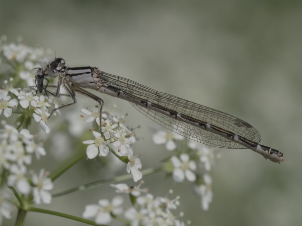Damselfly on white flower. The creature is a slightly creamy off white over most of its body with dark markings over the upper region. The wings are folded back along the body and are transparent with a mesh of fine black lines providing the structure. It's eyes are bulbous and pale and translucent with dark spot. The legs look sturdy and a mostly pale with a dark band and have short course hairs along their length. It is eating what appears to be the remains of an unfortunate fly or some other small insect.