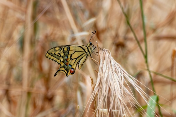 A yellow butterfly with black lines and blue and red dots on the underside of its wings sits on the dry spikelet of some sort of grass.